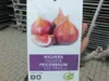 A plant tag with images of figs and text describing the fig tree variety. Podgląd zdjęcia produktu