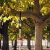 Corda per arrampicata per bambini Arrampicata su albero con Anteprima dell’immagine prodotto 7