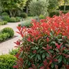 Green boutiQ - 40x Photinia fraseri Carre Rouge - Produktbild-Vorschau 4