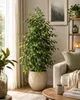 Birkenfeige Ficus Benjamina Exotica, 130–150 cm – Grande Voir les images du produit 3