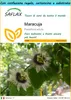 SAFLAX Set regalo - Maracuja - 40 semi - Passiflora Anteprima dell’immagine prodotto 1