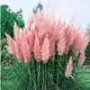 Stauden Gänge 1 x Cortaderia selloana 'Rosea' im XXL Topf - Produktbild-Vorschau 1