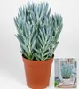 BALDUR Garten 1x Senecio Aquarine® Mount Everest, Pflanze Produktbild-Vorschau 2