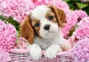 Castorland Pup in pink flowers 500 pcs, 500 kusů, Zvířata, Náhled obrázku produktu 2