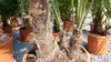 mehrstämmig Trachycarpus Fortunei Palme Palmengruppe, Produktbild-Vorschau 3