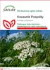 SAFLAX - Krwawnik Pospolity - 200 Nasiona - Achillea Podgląd zdjęcia produktu 1