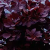 Bakker.com - Perückenstrauch Cotinus 'Royal Purple', Der Produktbild-Vorschau 2