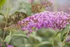 Buddleja davidii 'Pink Delight', Schmetterlingsflieder, Produktbild-Vorschau 4