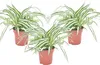 Zielistka Sternberga - 3 szt - Chlorophytum 'Atlantic' - Podgląd zdjęcia produktu 1