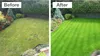 Rasensamen GF Regeneration Grass 1kg Nachsaat Rasen Produktbild-Vorschau 2