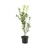 2 x Euonymus Europaeus - Euonymus Europaeus - 60-80 cm Náhľad obrázku produktu 2