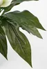 Spathiphyllum - Vert, Blanc Voir les images du produit 8