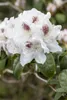 Rhododendron Hybr. 'Schneebukett', weiß, 30–40 cm Produktbild-Vorschau 3