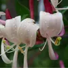 A close-up view of several honeysuckle flowers with water droplets on their petals. Anteprima dell’immagine prodotto