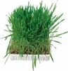 Trixie Trawa dla kota w woreczku 100g [4236] Podgląd zdjęcia produktu 3