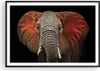 Gerahmtes Poster - Schwarzer Rahmen - Elefant Rot Ohren - Produktbild-Vorschau 1