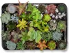 A collection of small succulent plants in individual pots, arranged on a black tray. Voir les images du produit