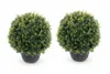 2x Eiben Kugeln, Kugeleibe, 30-35 cm, Taxus baccata, Produktbild-Vorschau 1
