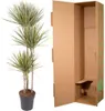 Drakónia Dracaena Bicolor Carrousel 150cm, Ø24cm, izbová Náhľad obrázku produktu 3