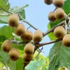 Bloomique - 2x Actinidia Deliciosa 'Jenny' - Kiwipflanze - Produktbild-Vorschau 2