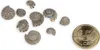 Umbonium vestiarium,verpackt mit 0,5kg, Größe ca. 0,5-1cm, Produktbild-Vorschau 5