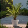 Daktylowiec kanaryjski - 2 szt - Phoenix canariensis - Podgląd zdjęcia produktu 5