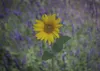 raxxa Premium-Puzzle "Sonnenblume", 1000 Teile Produktbild-Vorschau 2