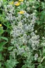 Eryngium planum, żwirek płaskolistny, stalowoniebieski, Podgląd zdjęcia produktu 4