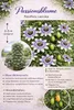 Passionsblume Passiflora caerulea 60–70 cm – winterharte Produktbild-Vorschau 2