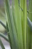 Yucca filamentosa, Palmlilie, 40–60 cm Produktbild-Vorschau 2