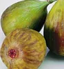 Feigebaum ´FRANCUESCO´ 50-60 cm, Cont. 1 l Produktbild-Vorschau 1