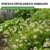 Kamille Echte Samen - Matricaria recutita - Kamillesamen - Produktbild-Vorschau 5