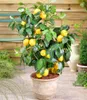 BALDUR Garten 1x Zitronen-Bäumchen, Pflanze im 12 cm-Topf, Produktbild-Vorschau 1