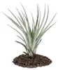 Tillandsia fasciculata - vo?ne rastúca rastlina - ve?ká Náhľad obrázku produktu 1