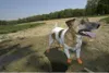 Pawz wasserfeste Hundeschuhe aus Naturkautschuk im Produktbild-Vorschau 3
