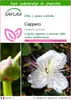 SAFLAX  - Cappero - 25 semi - Con substrato - Capparis Anteprima dell’immagine prodotto 1