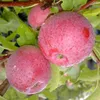 Close-up of red apples on a tree branch with green leaves. Produktbild-Vorschau