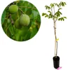 Juglans regia 'Fernor', ořešák, 5litrový květináč Náhled obrázku produktu 1