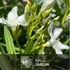 Laurier rose - nerium oleander - ↕ 110-120 cm - ⌀ 24 cm - Voir les images du produit 2