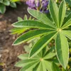 Bloomique - Lot de 6 - Lupinus Gallery Blue - Lupin - Voir les images du produit 2