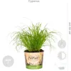 Bloomique - Mix 4 - Mieszanka przyjazna zwierzętom - Cypr Podgląd zdjęcia produktu 6
