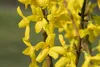 Forsythia 'Lynwood', Goldglöckchen, leuchtend gelb, 60–80 Produktbild-Vorschau 4
