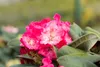 Rhododendron yakushimanum 'Morgenrot', rosa Blüten, 30–40 Produktbild-Vorschau 2