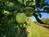 Ponthier APFEL PÜREE Grün Frucht-Mark-Püree 2x 1KG Granny Produktbild-Vorschau 5