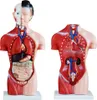 MedMod Anatomický model trupu 45 cm, detailný model Náhľad obrázku produktu 2