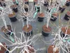 Feigenbaum - hell UND dunkel - in 1 Topf, Obstbaum, Produktbild-Vorschau 4