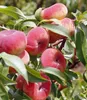 BALDUR Garten 1x Teller-Pfirsich 'PlatiforTWO®', Pflanze im Produktbild-Vorschau 3