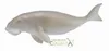 COLLECTA Indische Seekuh - (L) Produktbild-Vorschau 2