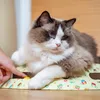 Petsona Kratzbrett Für Katzen Natürlicher Katzenkratzer Produktbild-Vorschau 8