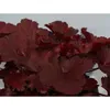 Heuchera "Royal Ruby" - Purpurglöckchen "Royal Ruby" im Produktbild-Vorschau 2